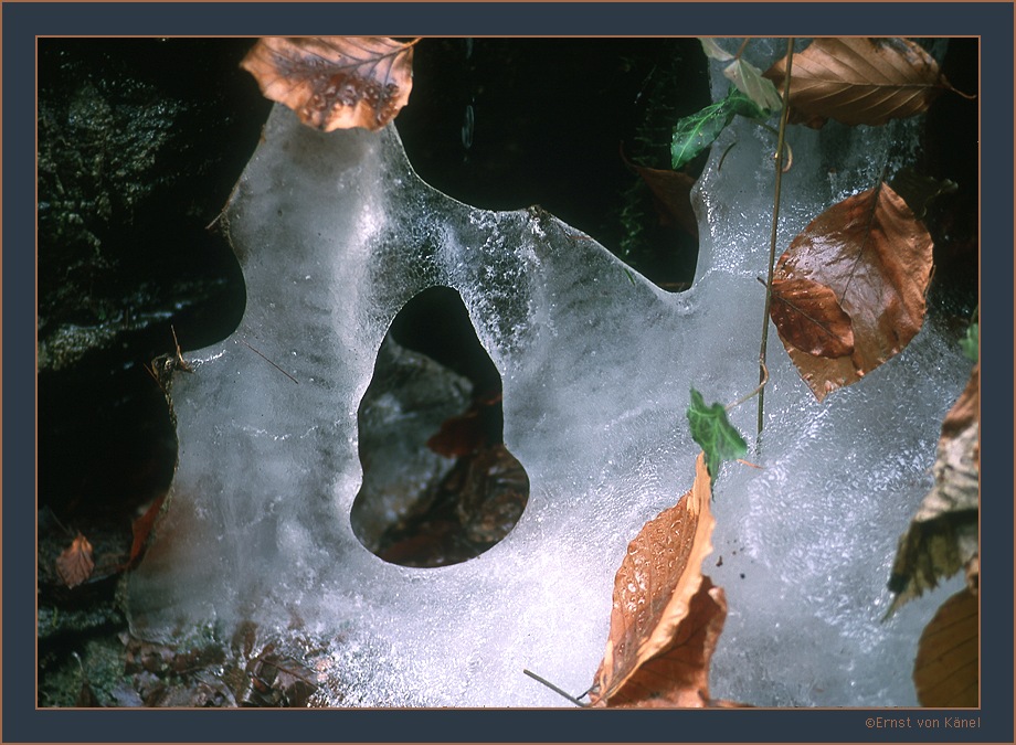 Frühlingserwachen
Nikon F5 80 - 200mm
Schlüsselwörter: Blätter in Eis, Formen aus Eis
