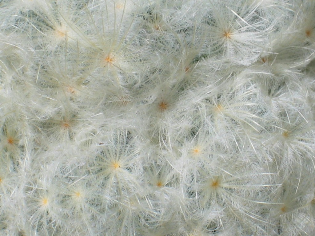 Mammillaria plumosa
Die weiche Bedornung von Mammillaria plumosa ist sehr weich. 
Schlüsselwörter: Mammillaria plumosa