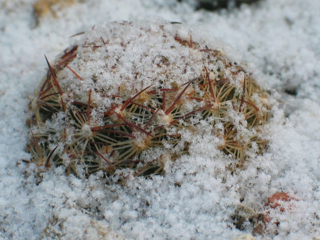 Pediocactus simpsonii
Pediocacteen im Freilandbeet im Schnee
Schlüsselwörter: Pediocactus simpsonii