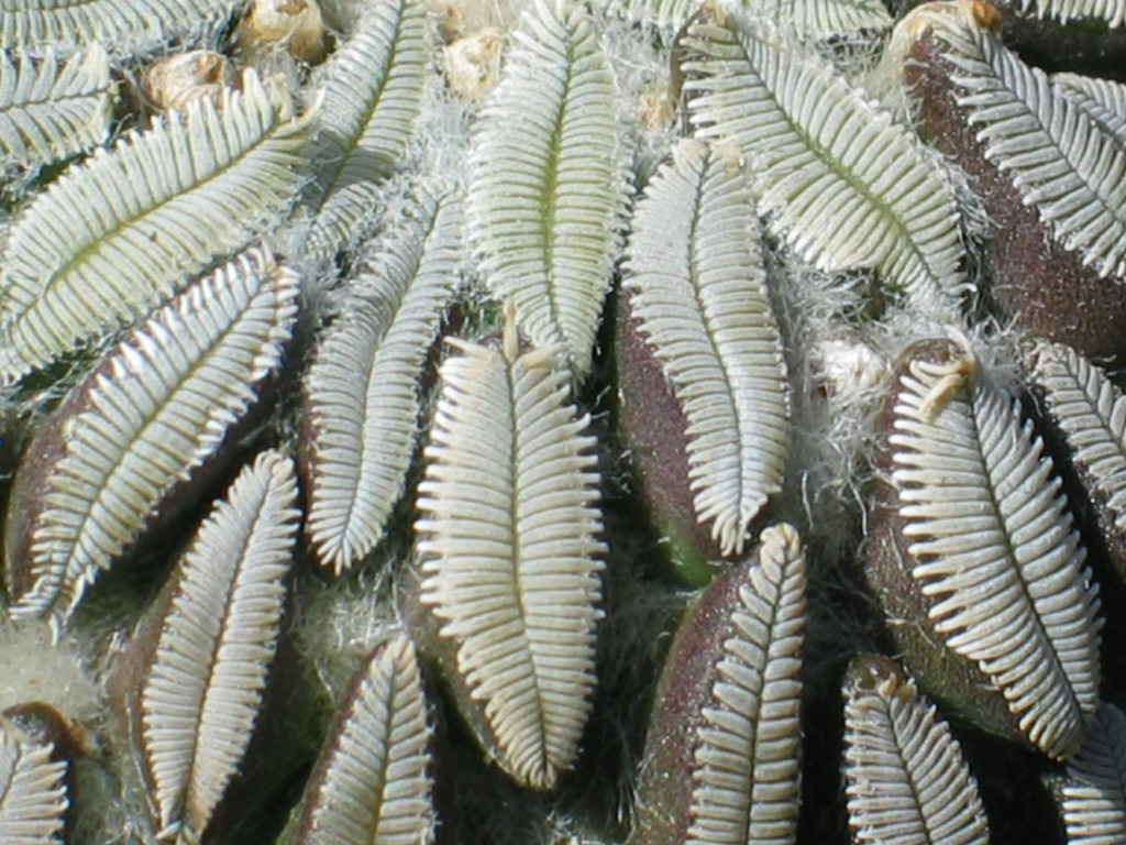 Pelecyphora aselliformis
Die Bedornung von Pelecyphora aselliformis scheint zu leben. Im oberen Teil des Bildes sind zwischen den "Aseln" die Ansätze der Samenkapseln zu erkennen.
Schlüsselwörter: Pelecyphora aselliformis