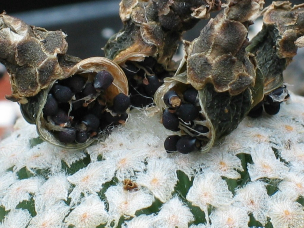 Turbinicarpus valdezianus
An Kakteen sind nicht nur die Blüten faszinierend. Auch die Früchte mit den reifen Samen sehen sehr reizvoll aus.
Schlüsselwörter: Turbinicarpus valdezianus