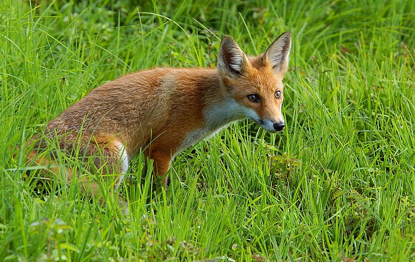 Jungfuchs
Schlüsselwörter: Rotfuchs