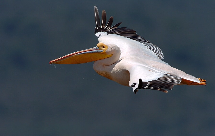 "Segler"
Lake Nakuru, Kenia
Schlüsselwörter: Pelikan,Wasservögel,Kenia