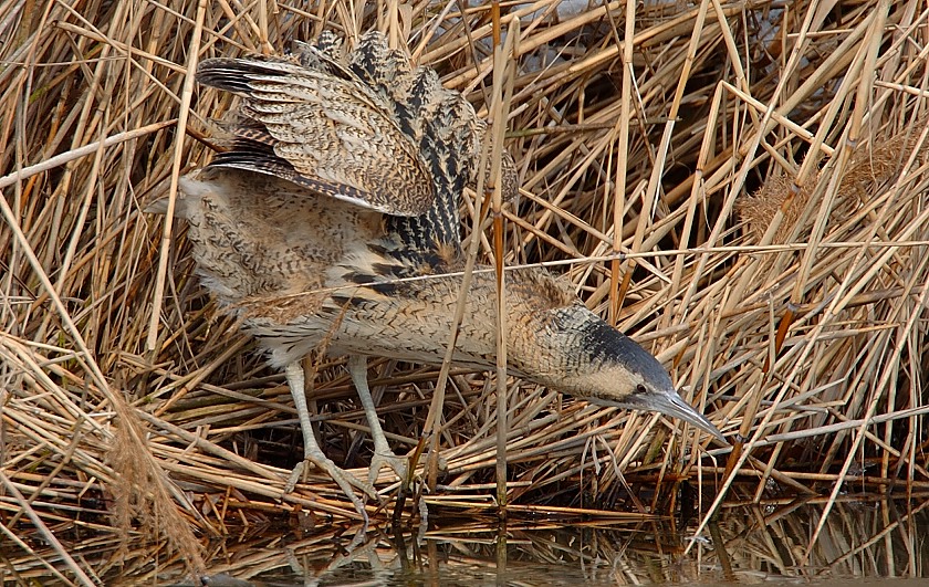 Rohrdommel
War über den Winter bei uns zu Gast
Schlüsselwörter: Rohrdommel