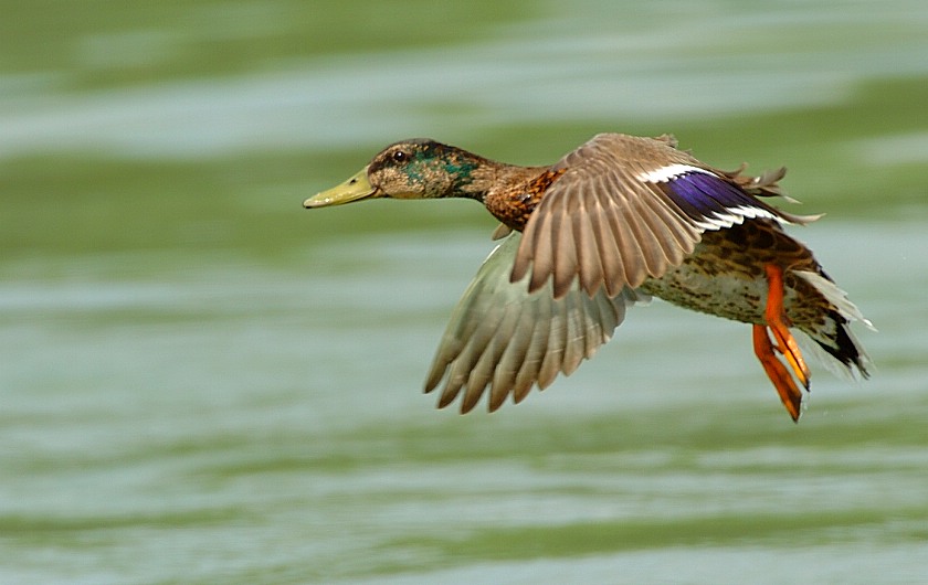 Junger Erpel
Gut zu erkennen wie sich sein Kopf so langsam verfärbt.
Schlüsselwörter: Stockente