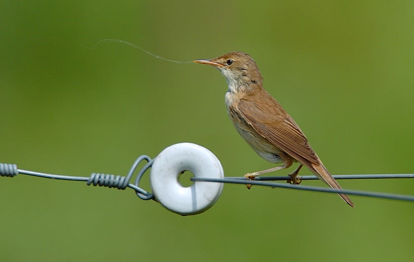 "Ein Geheimniss"
Sind und bleiben die Teichrohrsänger für mich. Was er/sie mit dieser Spinnwebe wollte ist mir ein Rätsel.
Schlüsselwörter: Teichrohrsänger