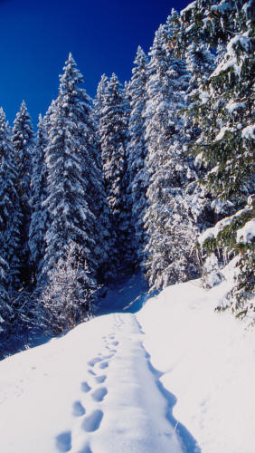 Verschneiter Waldweg
Schlüsselwörter: Winter, Schnee, Landschaft, Tanne, Kalt, Weiss, Himmel, Blau