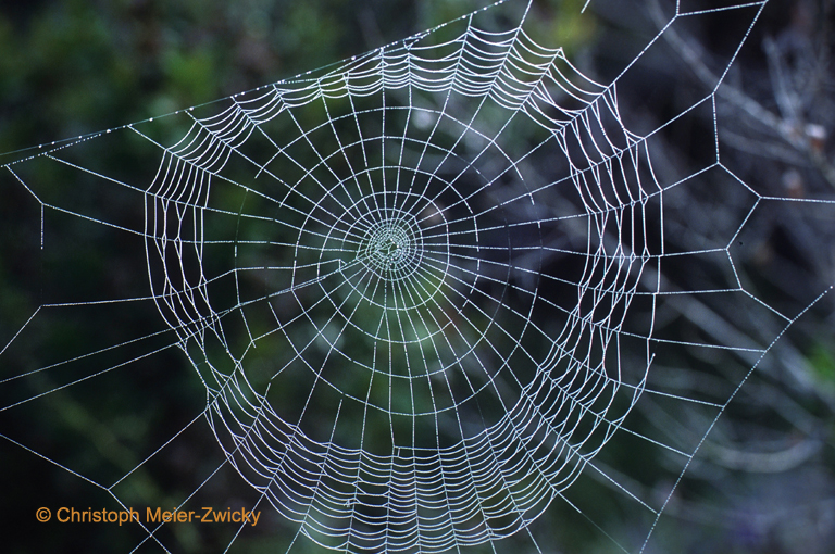 Spinnennetz
Spinnenetz in Kroatien
Schlüsselwörter: Spinnennetz