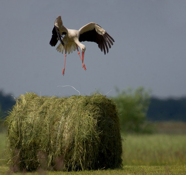Young White Stork
