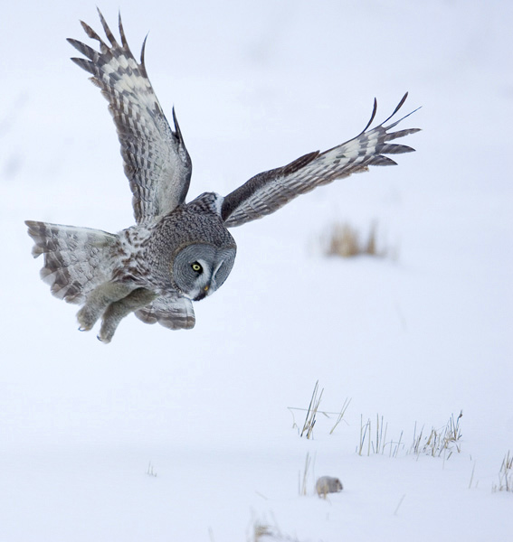 Great Gray Owl Hunting
