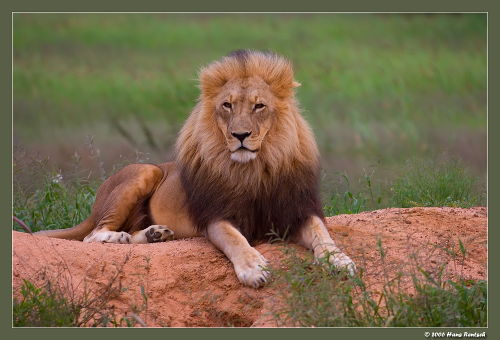 Der König
Ein sehr stolzes Tier, welches sich speziell für die Fotografen zeigt :-)
Schlüsselwörter: Löwen Namibia
