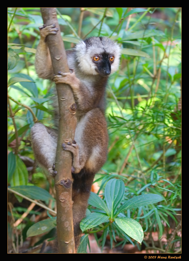 Ups... und plötzlich war er da
Aufnahme aus der Masoalahalle im Zürcherzoo. Ist dies nun alltäglich oder Zufall, dass wir diesen Lemuren so nahe zu Gesicht bekommt. Die Zürcher können mir dies sicher verraten. :-)
Schlüsselwörter: Lemuren, Masoalahalle, Zürcher Zoo
