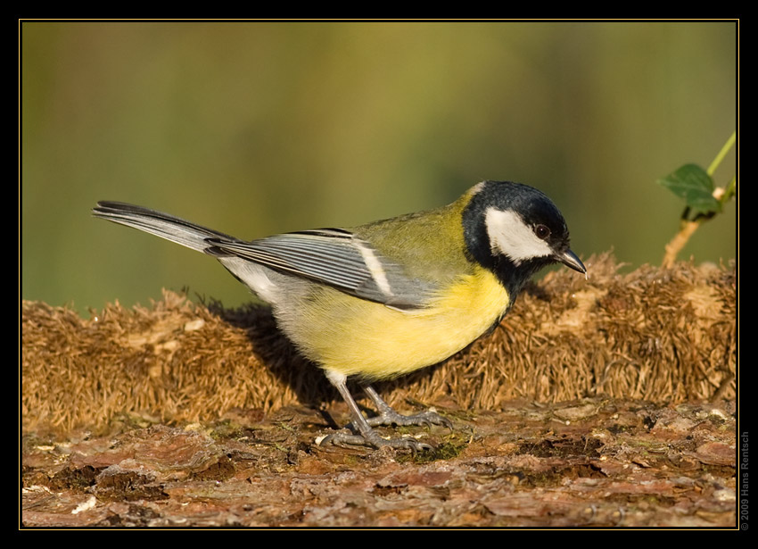 Kohlmeise
Schlüsselwörter: Kohlmeise, Seegarten