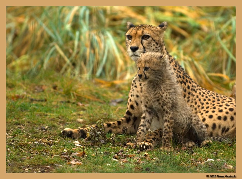 Mit der Mutter bin ich stark ....
Schlüsselwörter: Gepard, Basler Zoo