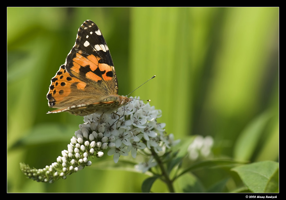 Diestelfalter in unserem Garten
Schlüsselwörter: Schmetterling, Diestelfalter, Edelfalter