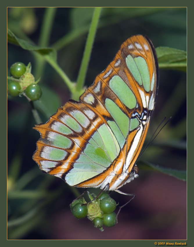 Malachit
Schlüsselwörter: Schmetterling, Malachit