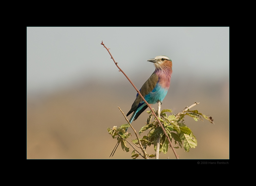 Gabelracke
Nationalpark Ruaha Tanzania
Schlüsselwörter: Racke, Gabelracke, Nationalpark Ruaha, Tanzania