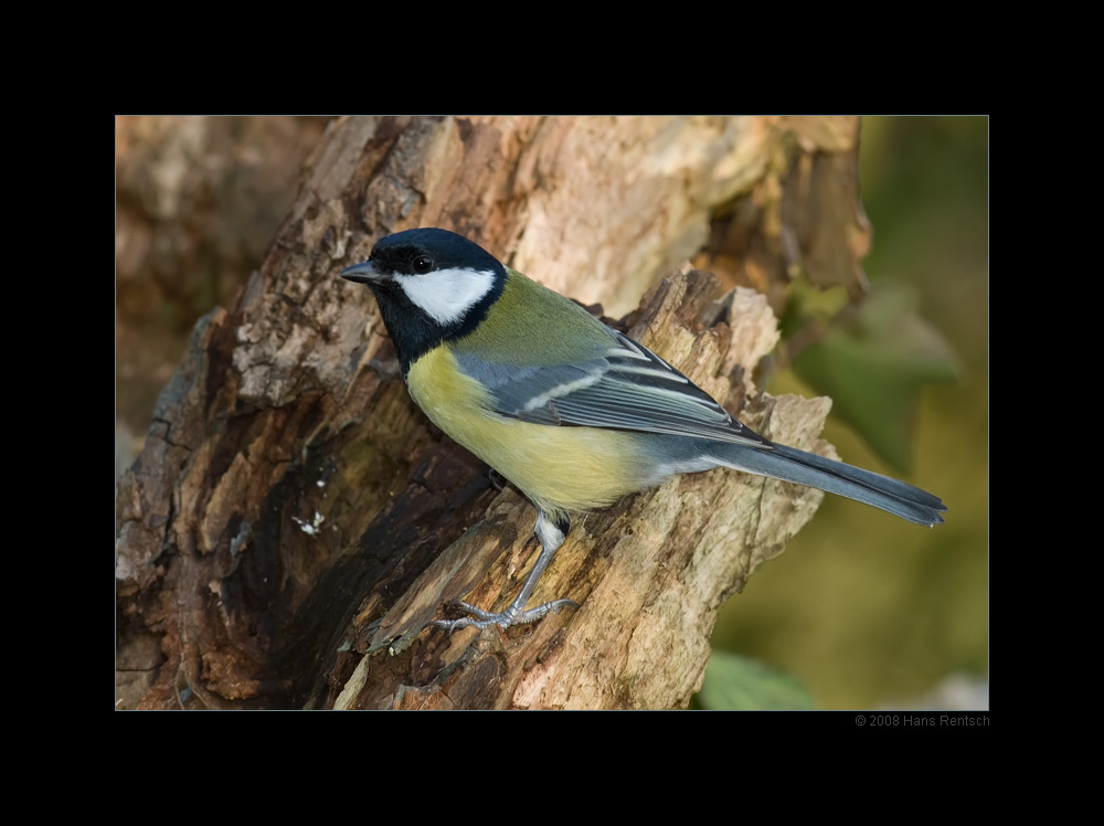 Kohlmeise
Schlüsselwörter: Kohlmeise, Seegarten