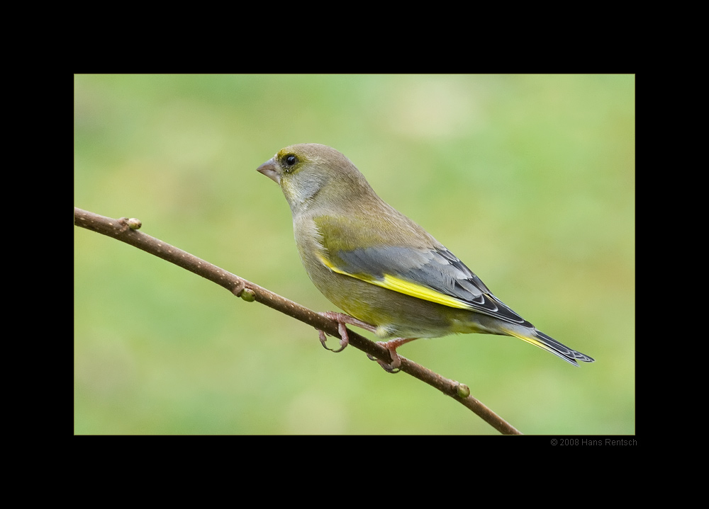 Grünfink in unserem Garten
Schlüsselwörter: Grünfink