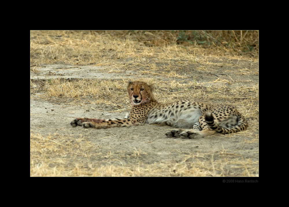 Gepard kurz nach dem fressen
Nationalpark Ruaha Tanzania
Schlüsselwörter: Gepard, Ruaha Nationalpark, Tanzania