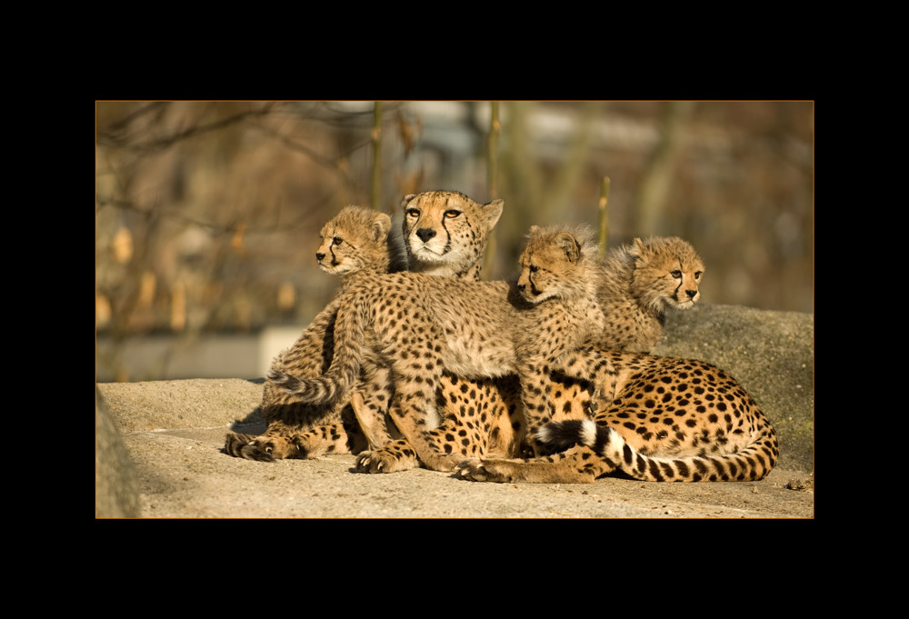 Kinder um die Mutter
Die Sonne strahlte, Mutter und Kinder genossen dies
Schlüsselwörter: Geparden, Basler Zoo