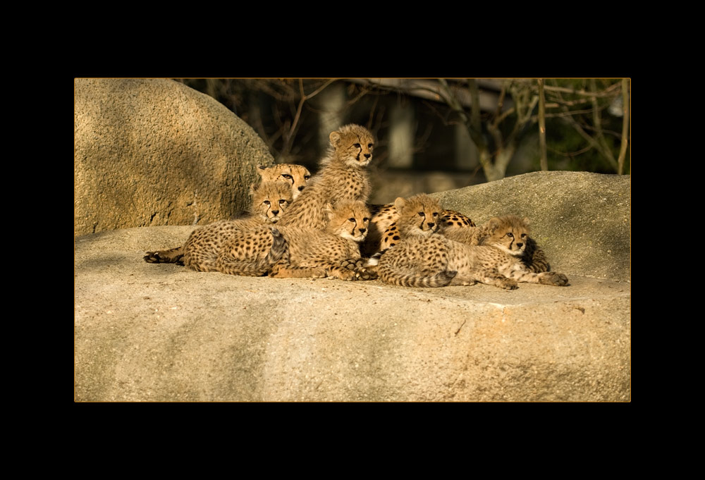 Ganze Familie speziell für mich :-)
Etwas aussergewöhnlich eine Gepardin mit fünf Jungen
Schlüsselwörter: Geparden, Basler Zoo