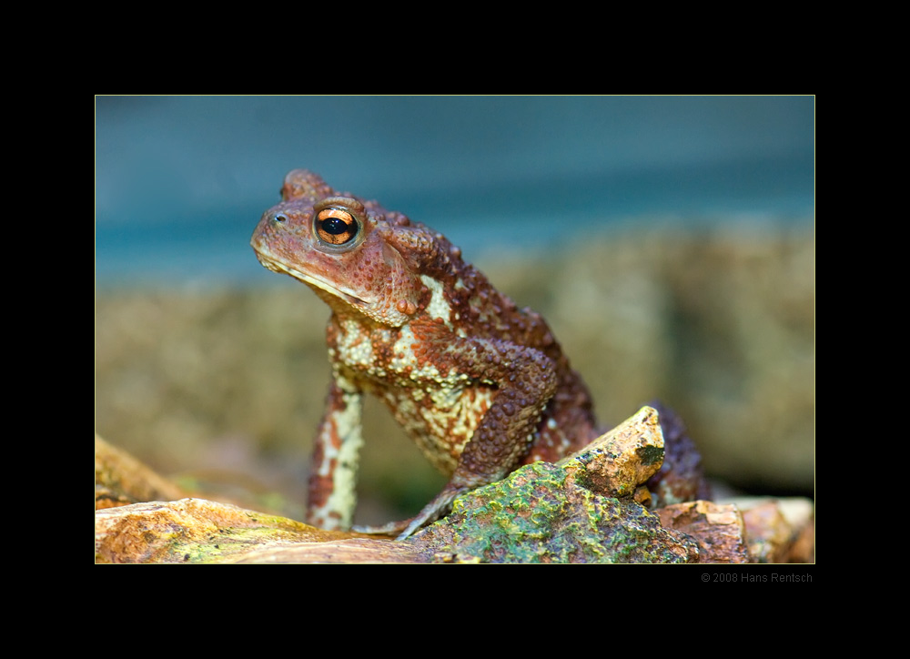 Erdkroete
Schlüsselwörter: Erdkroete, Erdkröte, Kölner-Zoo