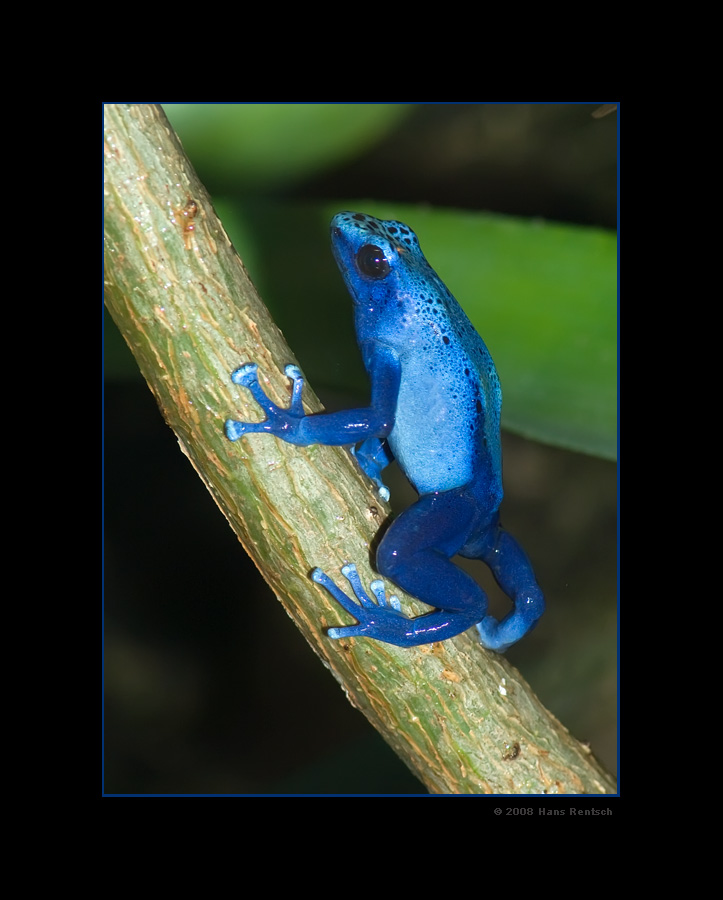 Blauer Baumsteiger
Schlüsselwörter: blauer Baumsteiger, Zürcher-Zoo