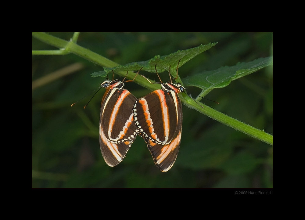 Frühling
Schlüsselwörter: Schmetterlinge, Papiliorama Kerzers