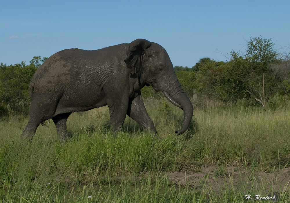 Schlammbad
Schlüsselwörter: Elefant, Südafrika, Krügerpark