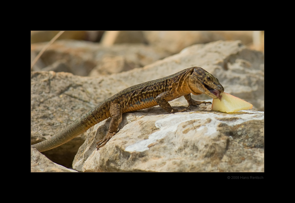 Dragonera Eidechse
Apfelstück war sehr beliebt :-)
Schlüsselwörter: Dragonera Eidechse, Mallorca