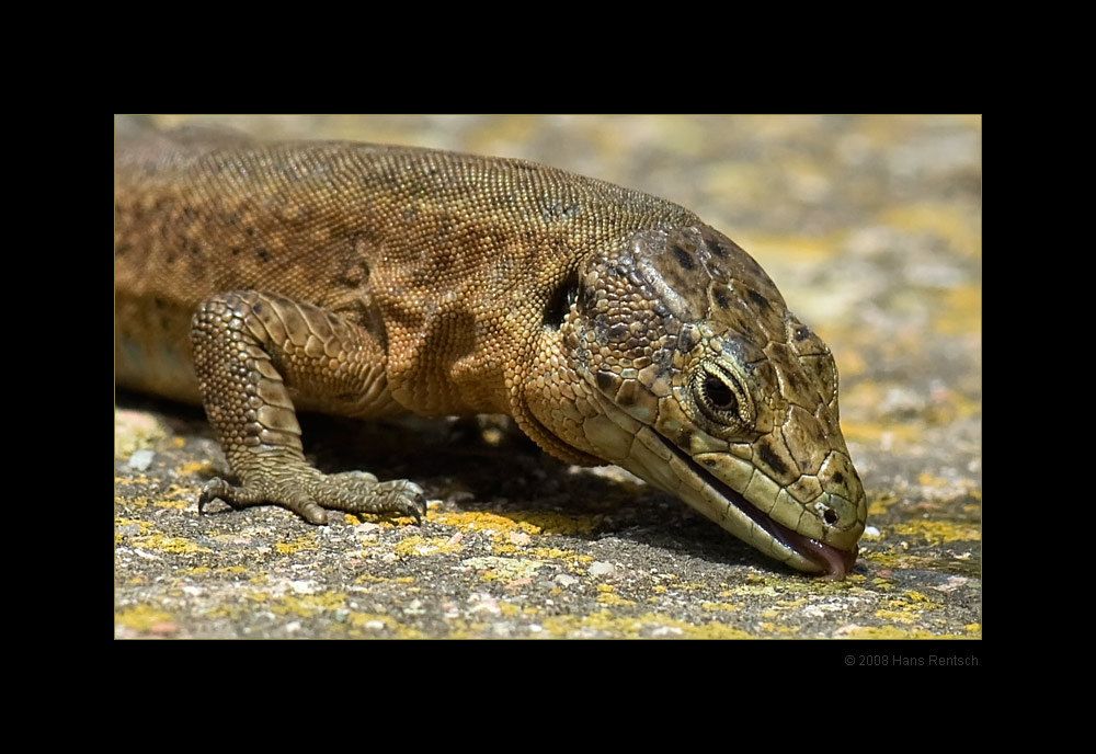 Dragonera Eidechse
Schlüsselwörter: Dragonera Eidechse, Mallorca