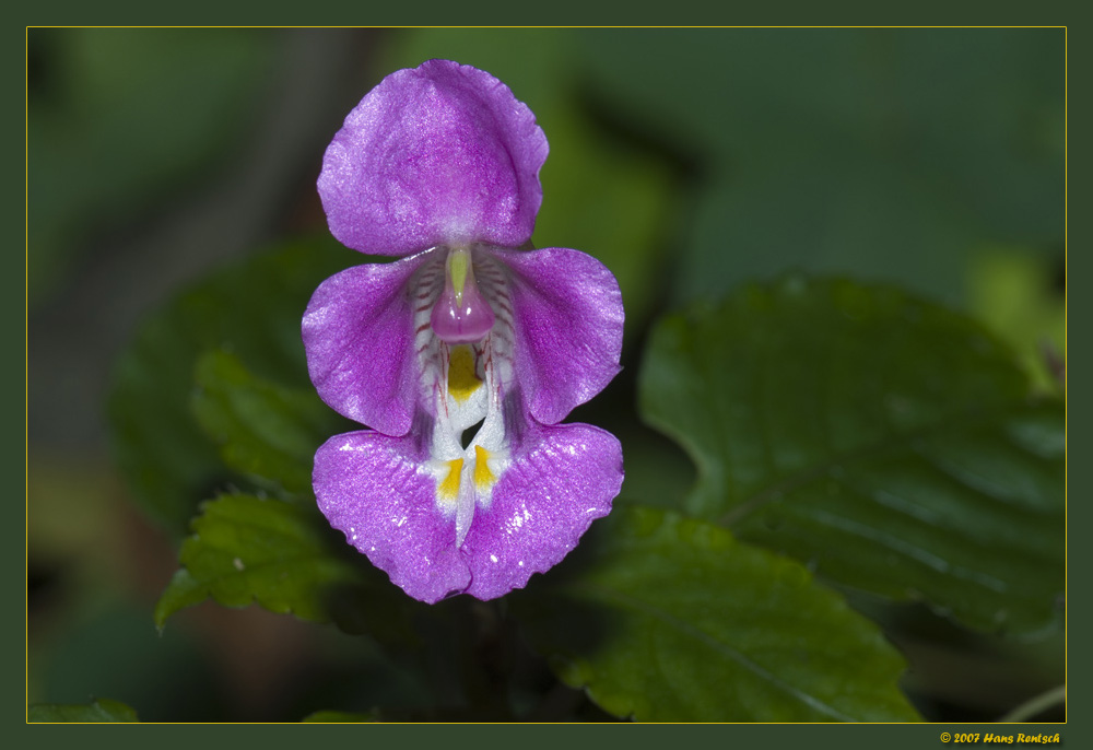 Fleissiges Lieschen (Impatiens tuberosa)
Aufgenommen in Madagaskar. Ein Danke an Moritz für den Namen der Blüte!
Schlüsselwörter: Blüte, Madagaskar