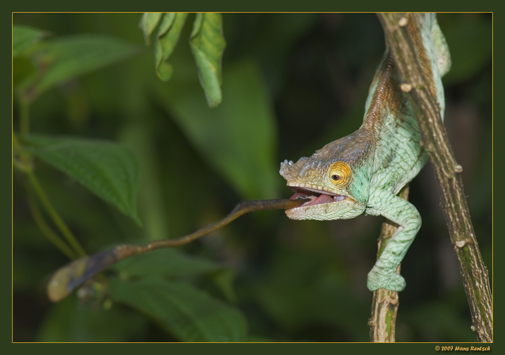 Es wird geschossen
Dieses Chamäleon schnappt sich eine Heuschrecke. Aufnahme entstand in Madagaskar. Auf meiner Webseite http://www.digicamfotos.ch im Unterverzeichnis Reptilien/Chamäleon ist eine kleine Doku von 5 Aufnahmen. Viel Spass beim betrachten.
Schlüsselwörter: Chamaeleon, Madagaskar