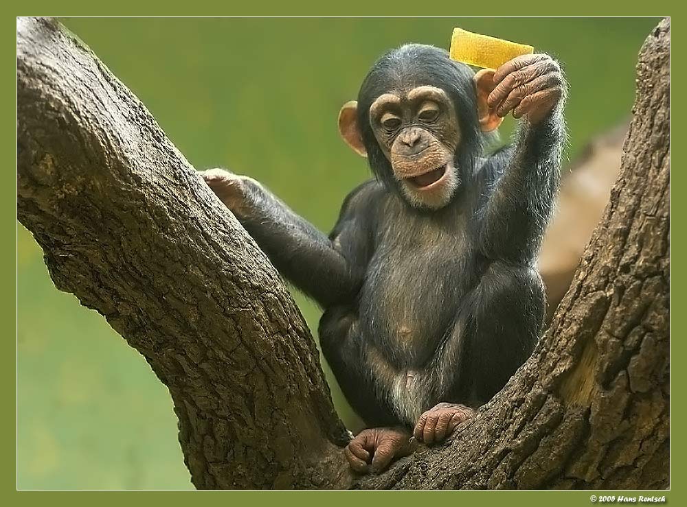 Ich war einmal in Zürich :-) eh... im Zürcher Zoo
Schlüsselwörter: Schimpanse