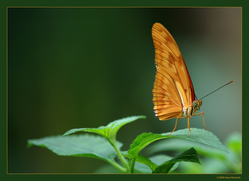 Kaisermantel
Aufgenommen heute morgen im Papiliorama Kerzers
Schlüsselwörter: Schmetterling Kaisermantel