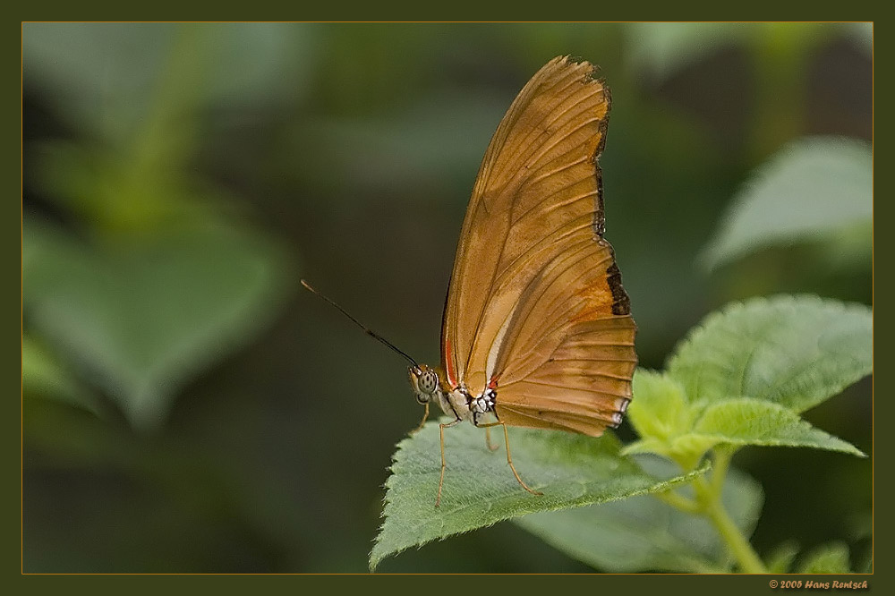 Julia-Falter
Aufnahme aus dem Papiliorama Kerzers
Schlüsselwörter: Schmetterling; Afrikanischer-Segler