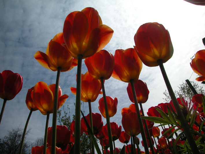 Tulpen
Schlüsselwörter: Tulpen