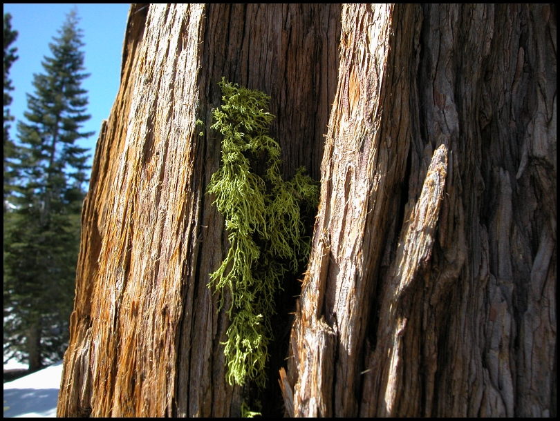 tree bark detail
tree bark detail w moos lake tahoe california usa
Schlüsselwörter: tree bark, detail, moos, lake tahoe, california, usa