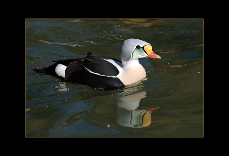 Prachteiderente - Hans Rentsch
Vogelpark Walsrode
Schlüsselwörter: Prachteiderente, Somateria spectabilis, King Eider