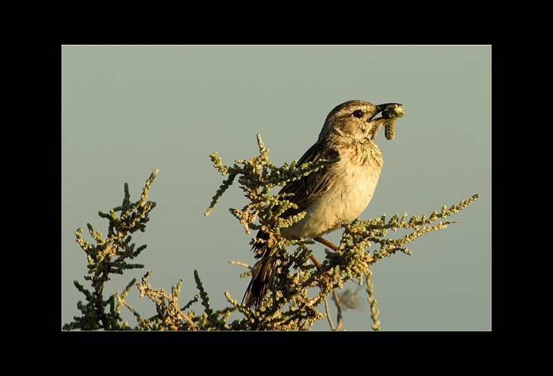Drosselrohrsänger - Hans Rentsch
Namibia
Schlüsselwörter: Drosselrohrsänger, Acrocephalus arundinaceus, Great Reed-Warbler, Namibia