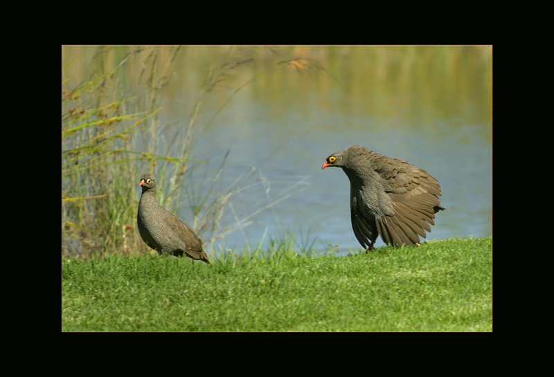 Rotschnabelfrankolin - Hans Rentsch
Namibia
Schlüsselwörter: Rotschnabelfrankolin, Pternistes adspersus, Red-Billed Francolin, Namibia