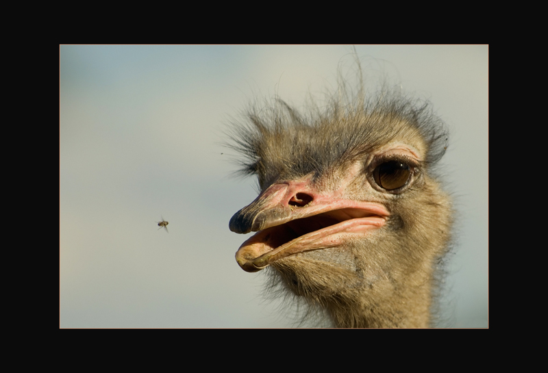Afrikanischer Strauss - Hans Rentsch
Namibia
Schlüsselwörter: Afrikanischer Strauss, Struthio camelus, Common Ostrich