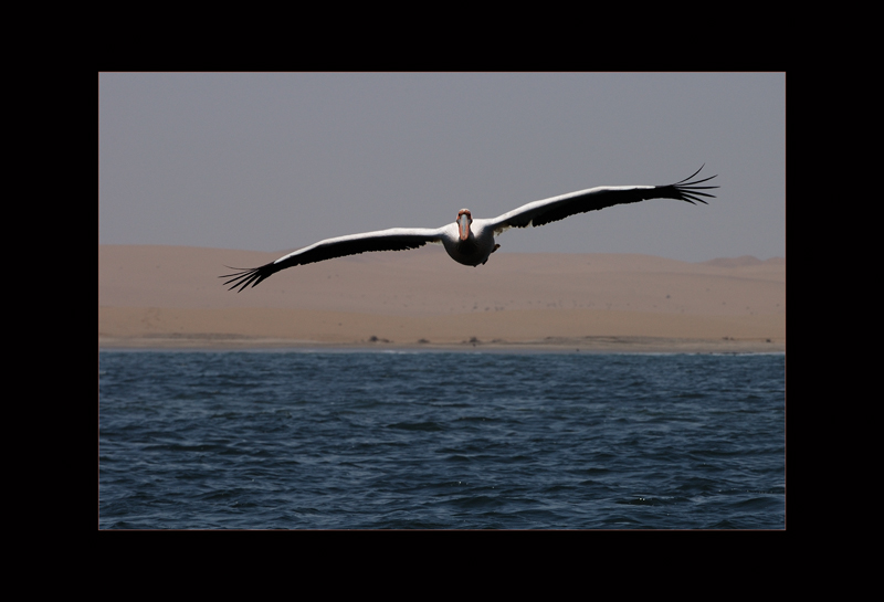 Afrikanischer Pelikan
Namibia
Schlüsselwörter: Afrikanischer Pelikan, Pelecanus onocrotalus, Great (Eastern) White Pelican, Namibia