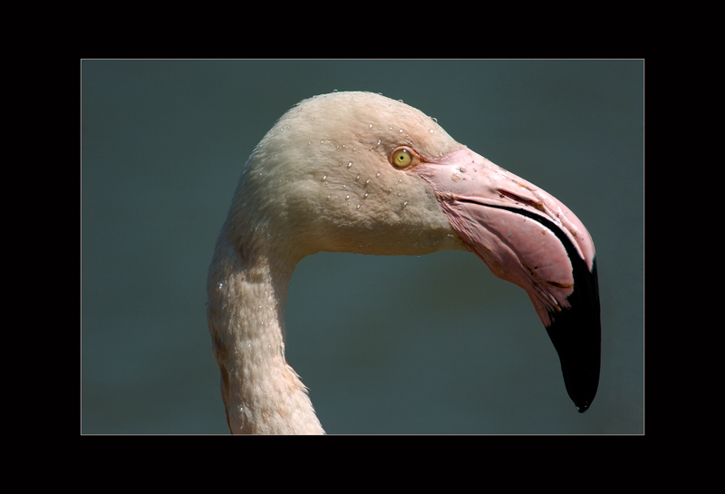 Rosaflamingo - Edi Day
Camargue
Schlüsselwörter: Rosaflamingo, Phoenicopterus ruber, Greater Flamingo
