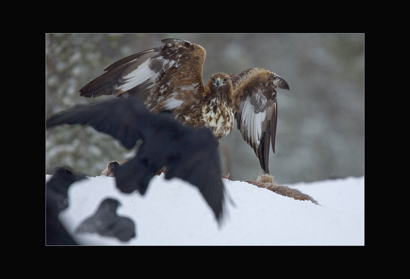 Schreiadler
Schlüsselwörter: Schreiadler, Aquila pomarina, Lesser Spotted Eagle