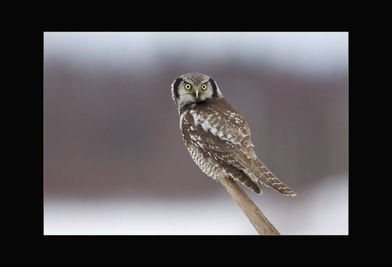 Sperbereule - Mateusc Kowalski
Schlüsselwörter: Sperbereule, Surnia ulula, Hawk Owl