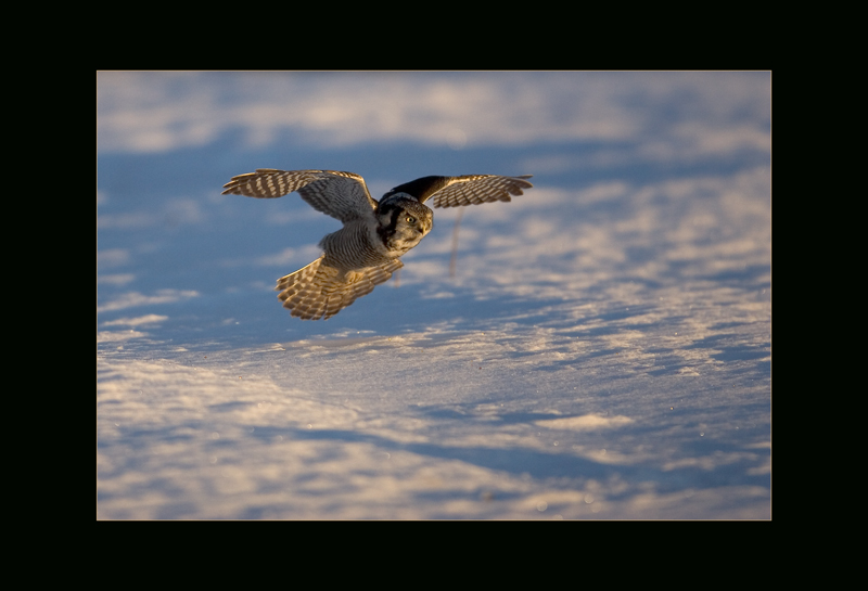 Sperbereule - Mateusc Kowalski
Schlüsselwörter: Sperbereule, Surnia ulula, Hawk Owl