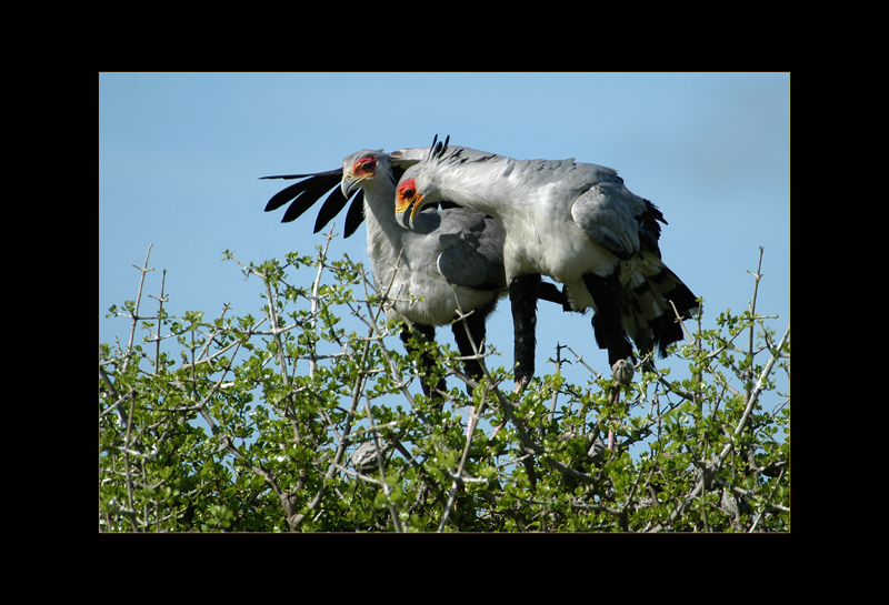 Sekretäre - Edi Day
Kenia
Schlüsselwörter: Sekretäre, Sagittarius serpentarius, Secretarybird, Kenia