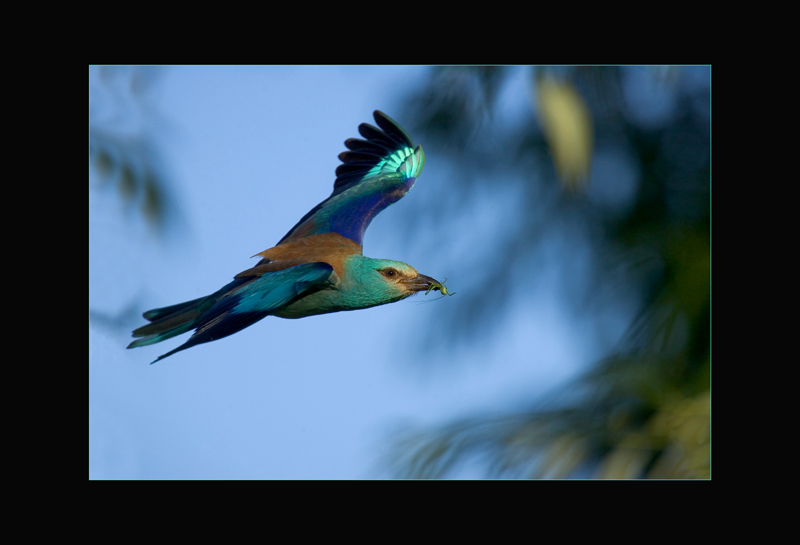 Blauracke - Mateusc Kowalski
Schlüsselwörter: Blauracke, Coracias garrulus, European Roller